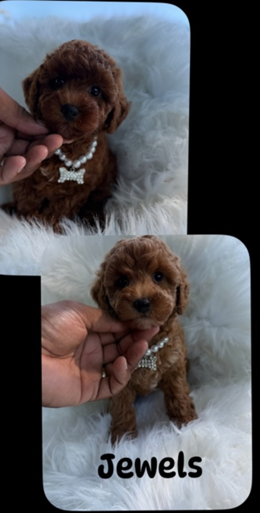 Jewels, Mini Goldendoodle