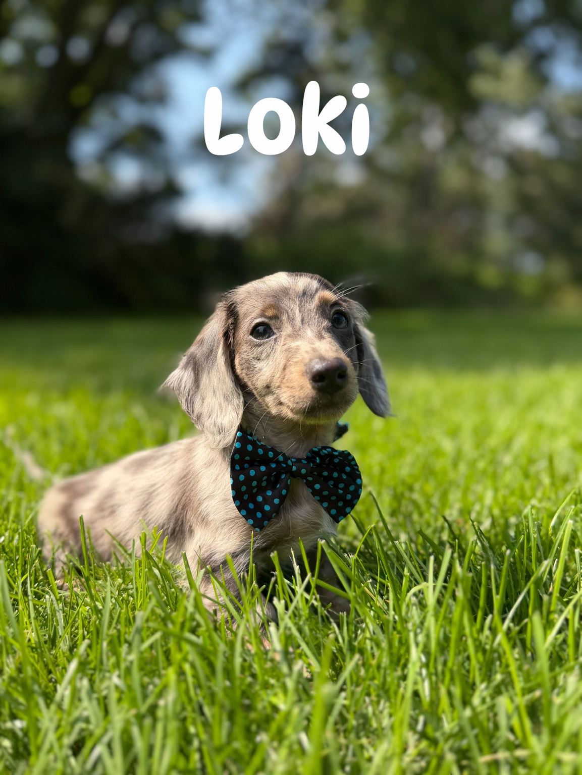Loki, Miniature Dachshund