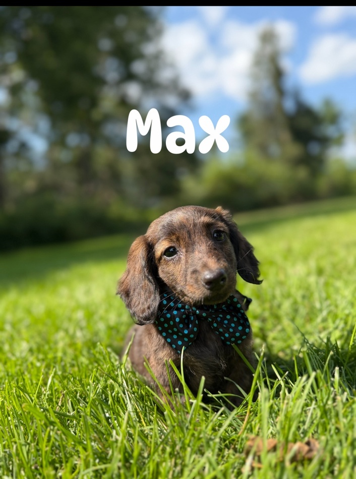 Max, Miniature Dachshund