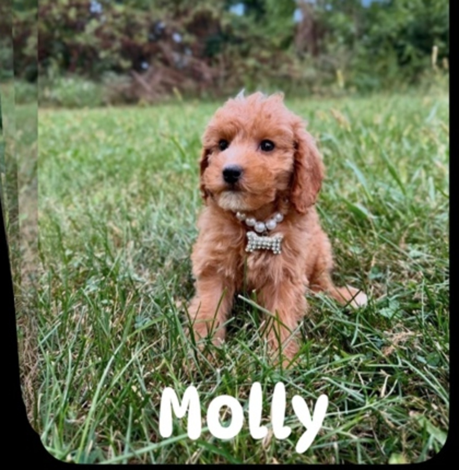 Molly, Micro Mini Goldendoodle